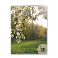 RTS 2830 Bereavement Folder (Full Size) - White Blossom